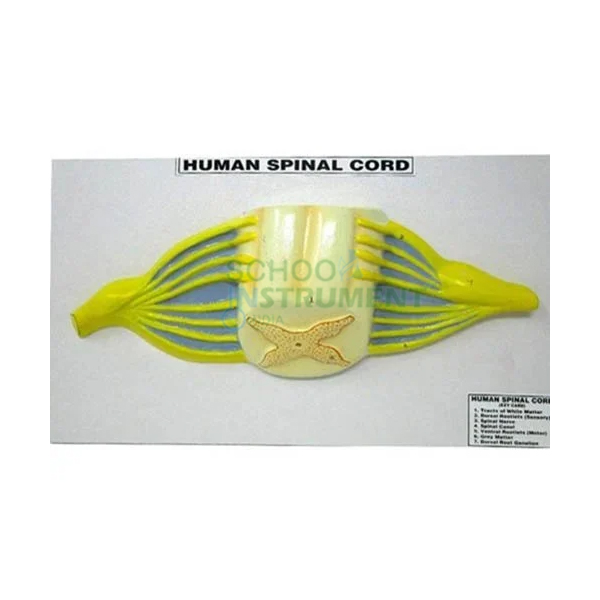 Human Model - Spinal cord